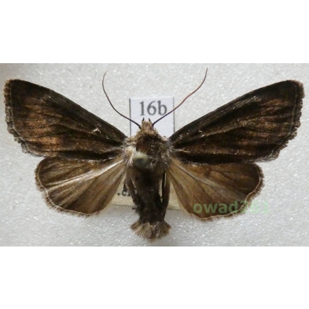 Apamea scolopacina (Esper, 1788) Czech16b